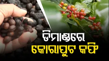 Koraput Coffee