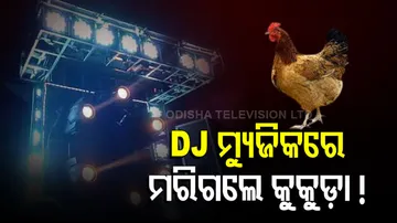 Chicken Die Due To DJ Music