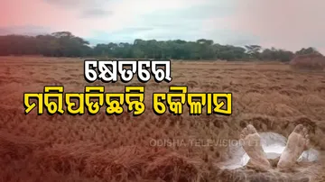 Farmer Allegedly Kills Self