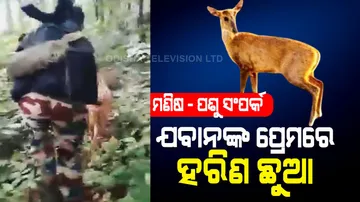 Wild Deer In Love With Jawan 