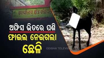 Goat Flees With File