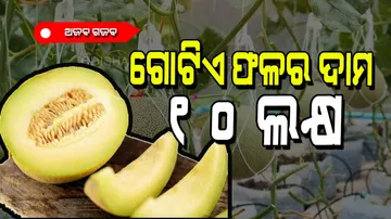 Precious fruit is more expensive than diamond