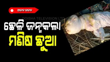 Goat gave birth to a child looking like human