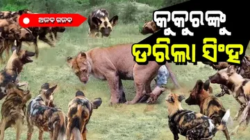 Dogs attack on lion