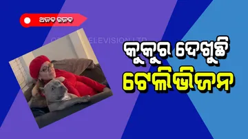 Dog loves watching television