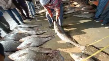 ନିଲାମ କରାଯାଉଥିବା ମାଛ