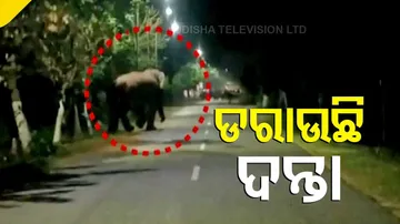 Elephant Strays Into Human Habitation In Dhenkanal, Locals In Panic