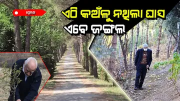 Turkish man turned barren hill into green forest