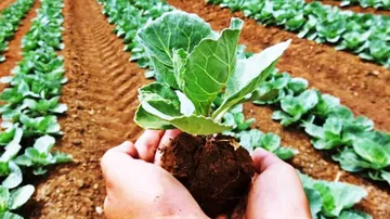 Organic Farming