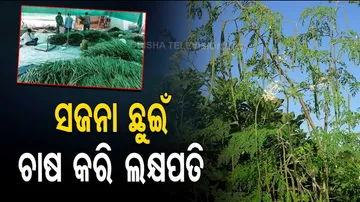 Drumstick farming is good source of income earn in crores with very low investment know  every detai