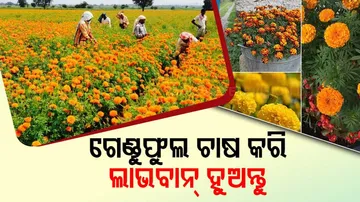 Make a profit by growing marigold