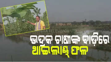 Successfully Grows Thai Berries