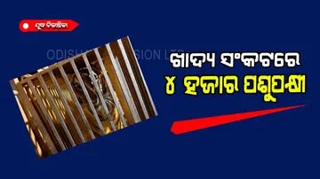 Zoo animals forced to face starvation