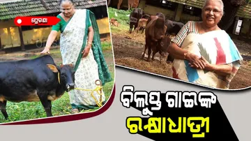 Sosamma Iype found Padma Shri for saving vechur breed cows