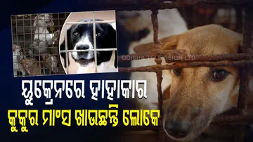 killings and dogs eating