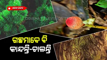 Most weird trees on earth these are crying and demanding-food