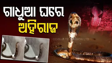 King Cobra Found Inside Bathroom