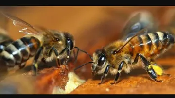 10 persons including 8 children and Anganwadi worker and helper critical in honey bee attack 
