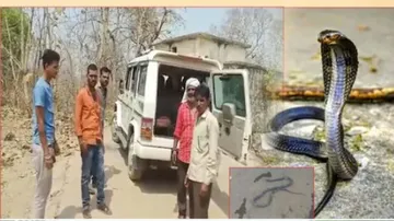 Sehore father killed nag so nagin takes revenge and bite his son died shocking case surfaced in budn
