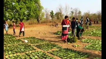 Big Announcement For Kendu Leaf Pluckers