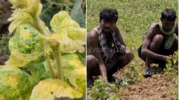 Cuttack Farmers In Distress After Standing Crop In Over Hectares Of Land Damaged By Pests