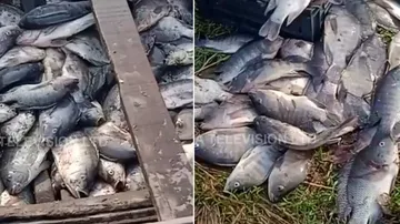 Hundreds of dead fish found floating in Paradip