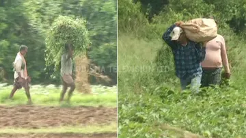 Cyclone fear grips Odisha farmers