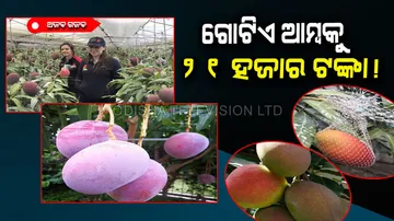 World most expensive mango price twenty one thousand