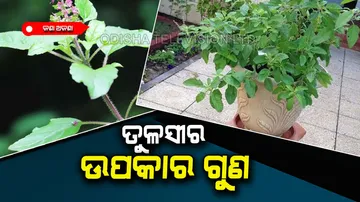 Tulsi plant basil importance history and benefits