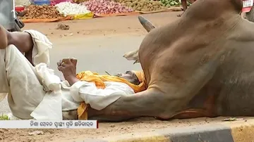 ସ୍ମାର୍ଟ ସିଟିର ସ୍ମାର୍ଟ ମଦୁଆଙ୍କ ଉପରେ ଦେଖନ୍ତୁ ଆଜିର ଫଟୋ ଫିଉଜ୍