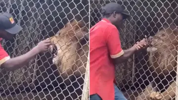 LION Video Viral