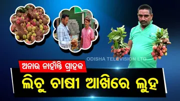 Litchi farmers suffer