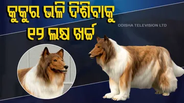 Japanese Man Spends Rs 12 Lakh To 