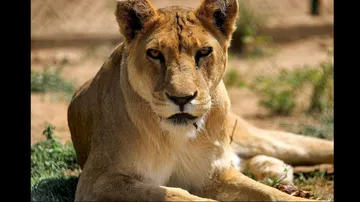Lioness dies in Nandankanan Zoo