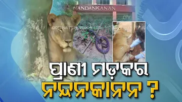 serious questions about safety of animals in zoo