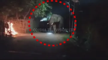 Wild elephant triggers panic after venturing into human settlement in Balasore