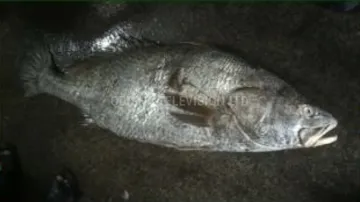 Fish Sold For Rs 6 Lakh By Fishermen