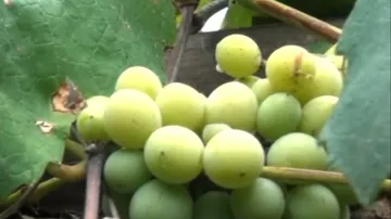 Nuapada farmers set example by grape farming