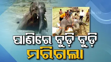 Elephant death