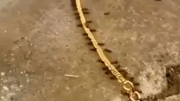 Ants commit robbery of gold chain? Netizens in SHOCK after viral video surfaces | WATCH