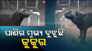 Viral Video: Smart Dog Closes Tap After Drinking Water. A Lesson For Humans, Says Twitter