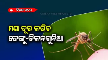 Indian scientists discovered special mosquitoes to control dengue and chikungunya