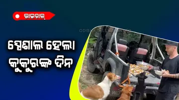 Celebrity special meal service for street dogs