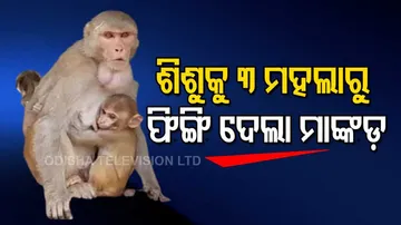 Monkey Throws 4-Month-Old Baby Off Building In UP