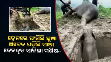 Mother elephant faints after baby falls into manhole, Watch how vets revived her
