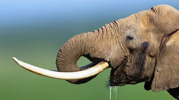 Carcass of 2 more elephants found in Dhama forest range; Crime Branch STF seizes the carcasses Odish