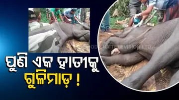 Another elephant shot at by poachers in Cuttack forest