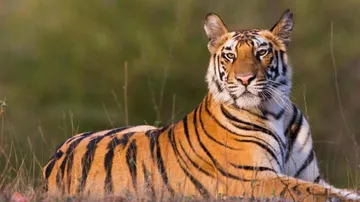 International Tiger Day