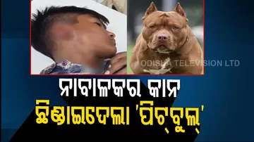 gurdaspur 13 year old boy ear cut off by pitbull dog attack punjab