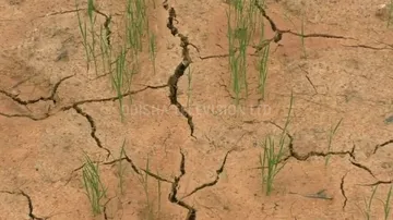 ଶ୍ରାବଣରେ ଜମି ଫାଟି ଆଁ